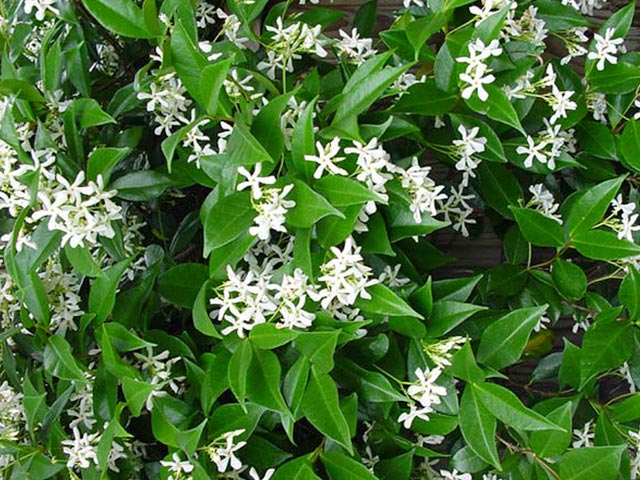Trachelospermum Jasminoides 1 Garden Scene Jersey 