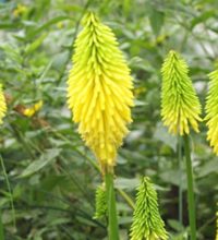 Kniphofia 'Bee's Lemon'