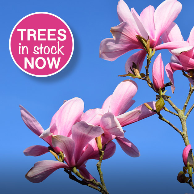 New Trees in stock