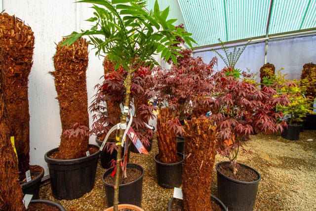 Tree ferns in stock