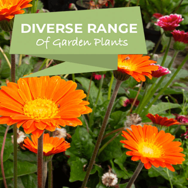 Diverse range of plants