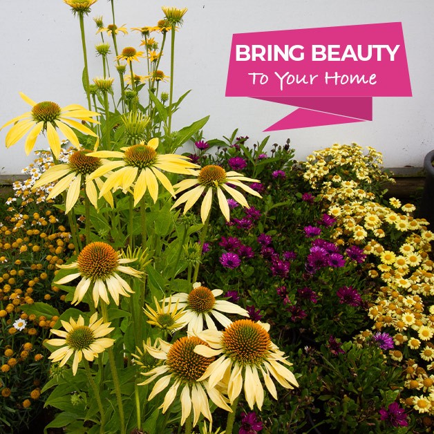 Bring beauty to your home