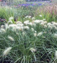 Pennisetum Little Bunny 3L - Grasses