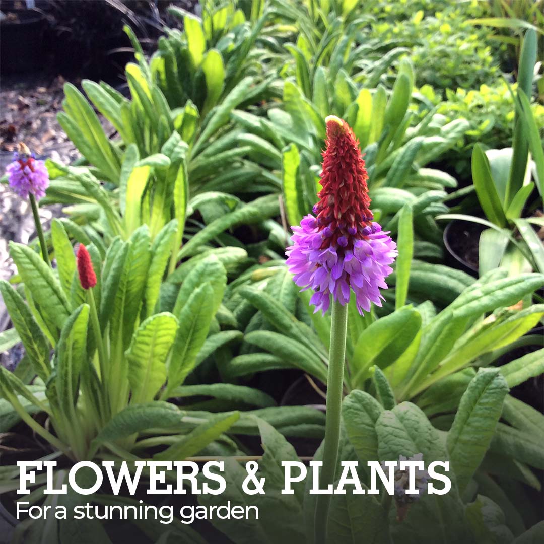 Flowers & Plants