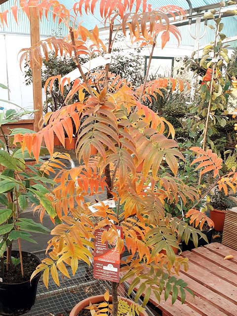 Autumn colours in stock