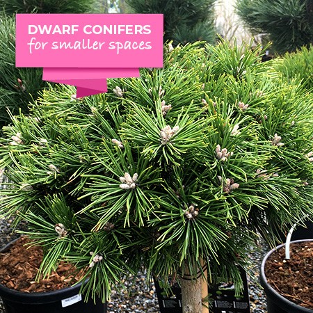 Dwarf Conifers in stock