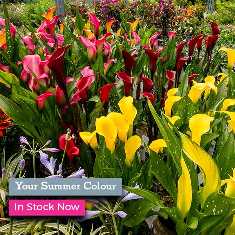 Colourful plants in stock