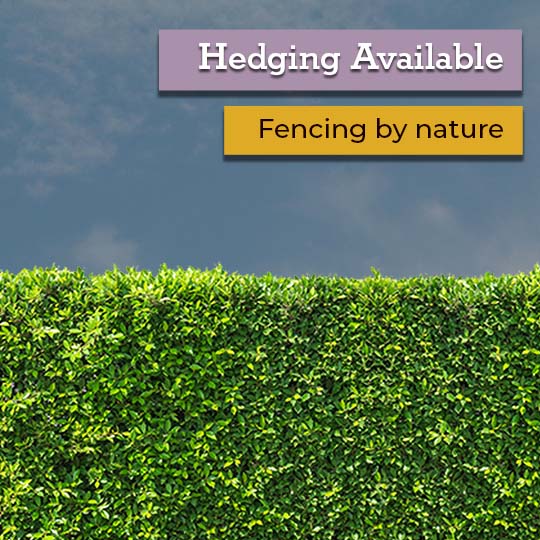 Hedging Options Available Now