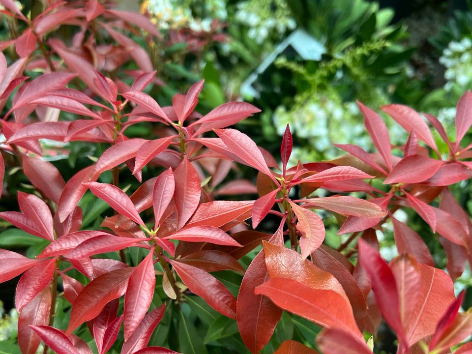 Architectural Plants