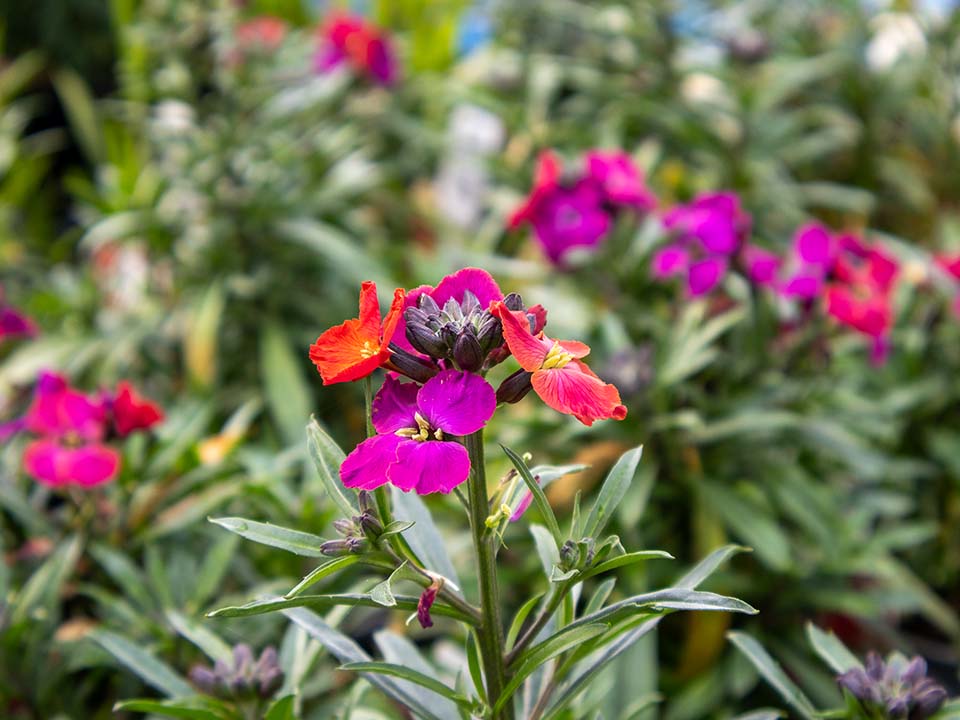 Specialist Plant Sourcing