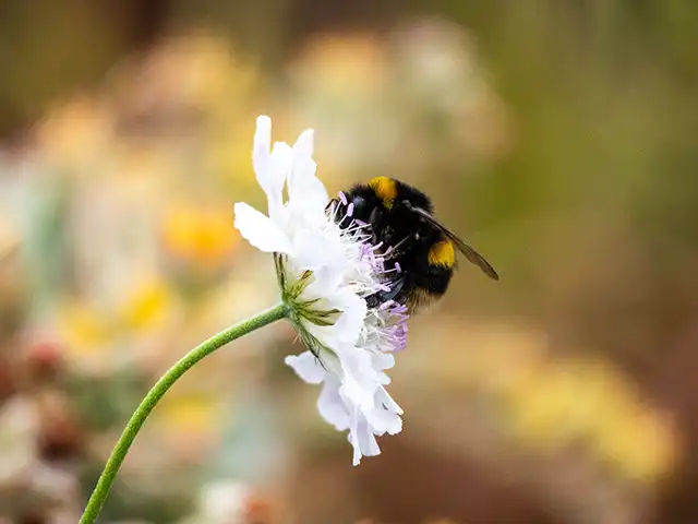 June gardens are buzzing with life!